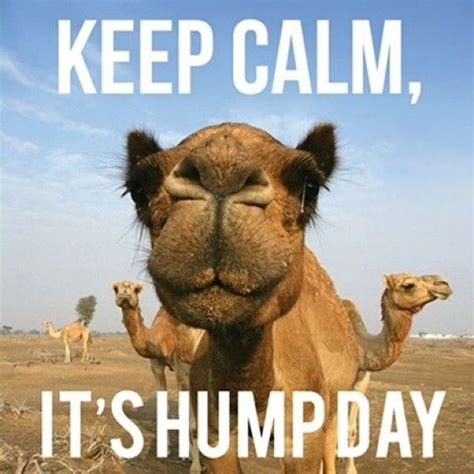 happy hump day meme|happy hump day images.